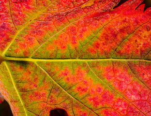 Obraz premium vine leaf detail in autumn, bright colors oranges yellows yellows greens
