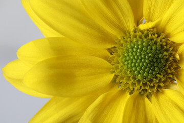 Beautiful blooming chrysanthemum flower on grey background, closeup