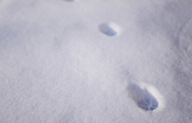Cat steps on the snow cover. Animal walking in the winter 