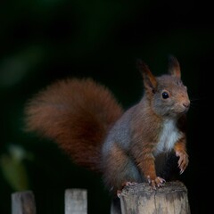 Naklejka na ściany i meble Cute squirrel standing on a wooden fence in the 