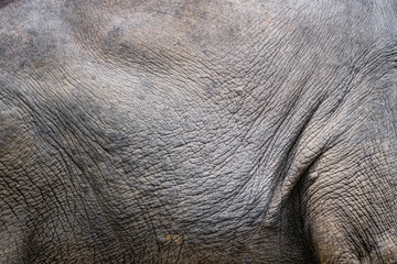 Background skin of Thai Asian elephant use for animals ,pets, and wilderness theme.