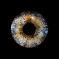 Macro photo of human eye on black background. close-up of blue eye