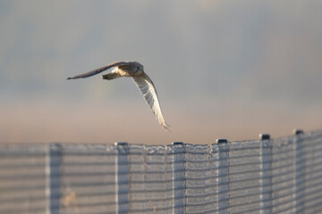 A common kestrel (Falco tinnunculus) in flight.	
