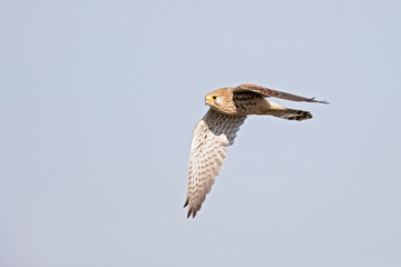 A common kestrel (Falco tinnunculus) in flight.	
