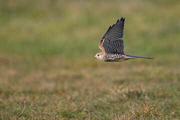 A common kestrel (Falco tinnunculus) in flight.	
