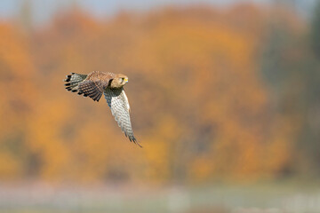 A common kestrel (Falco tinnunculus) in flight.	
 - obrazy, fototapety, plakaty