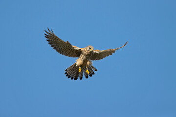 A common kestrel (Falco tinnunculus) hovering in the sky.