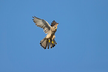 A common kestrel (Falco tinnunculus) hovering in the sky.