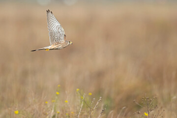  A common kestrel (Falco tinnunculus) in flight.