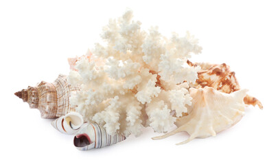 Obraz na płótnie Canvas Beautiful exotic sea coral and shells on white background