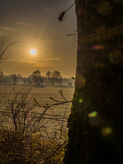 Sonnenaufgang im Wald