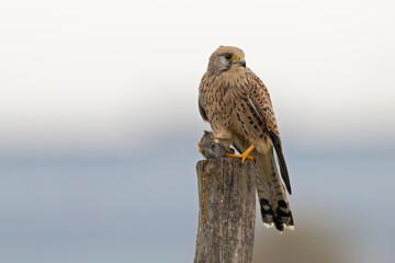 A common kestrel (Falco tinnunculus) perched on a wooden pole with a mouse.