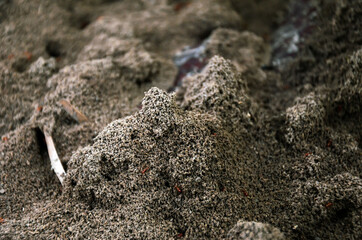 Southern fire ant colony. Closeup of big ant hills. Red ant mounds and fire ant roaming and working to build the house.