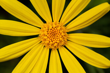 Impressive background photo of yellow Euryops pectinatus. Selective focus on pollen sacs. Top view macro photo of yellow flower.