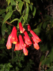 Bomarea hirsuta (Kunth) Herb. Alstroemeriaceae, Cartago, Costa Rica