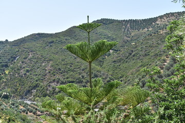 Exotic tree