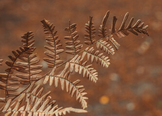 Fern leaf in autumn colors.