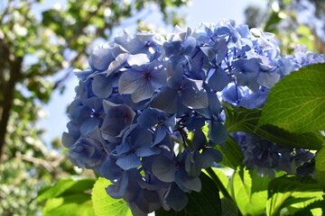 blue hydrangea flowers