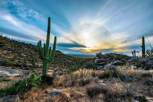 Saguaro Cactus at sunset © David Arment