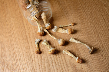 Psilocybin mushrooms spills from a storage jar on wooden surface, top view, flat lay. Psychedelic magic mushroom Golden Teacher. Microdosing concept. Psychotropic therapy.