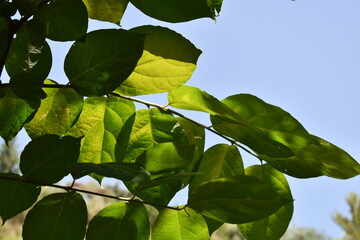 leaves