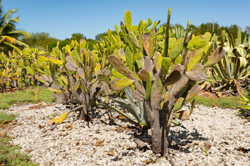 Jardín adaptado para zonas áridas en el trópico