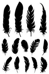 feather bird silhouette collection, isolated, vector