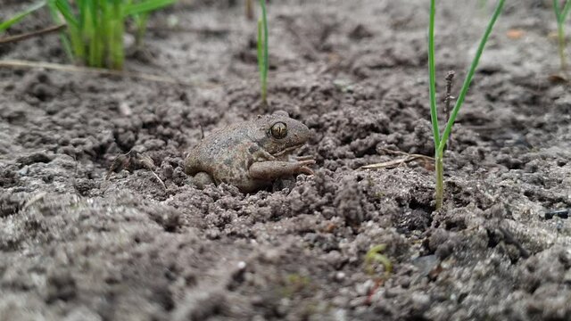 The frog buries itself in the ground. Little toad in the garden.  The earthen toad burrows into the ground. Cute earthen toad in the garden.