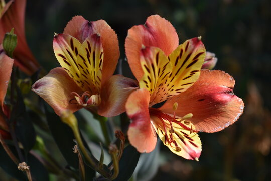 Exitic flower