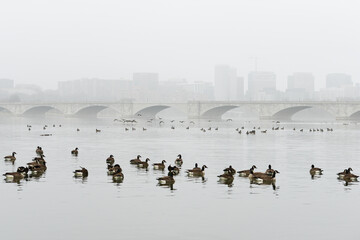 Memorial bridge and geese colony in fog - Washington dc united states