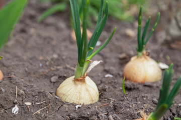 Green onions growing in ground close up