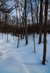 536-20 Oak Forest Winter