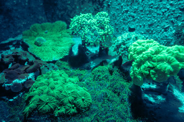 Naklejka na ściany i meble Sea anemone on a coral reef