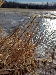 Fototapeta premium reeds in the snow