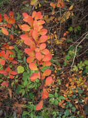 bunt gefärbte Blätter an einem Strauch