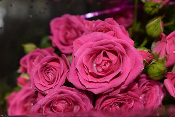 Bouquet of scarlet roses on a gray background, beautiful flowers with water drops