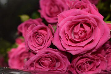 Bouquet of scarlet roses on a gray background, beautiful flowers with water drops