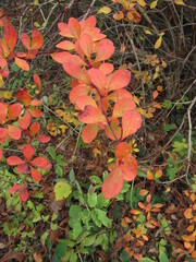 bunt gefärbte Blätter an einem Strauch