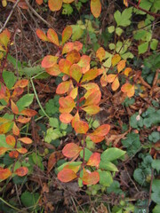 bunt gefärbte Blätter an einem Strauch