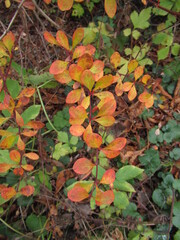 bunt gef&auml;rbte Bl&auml;tter an einem Strauch