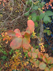 bunt gef&auml;rbte Bl&auml;tter an einem Strauch