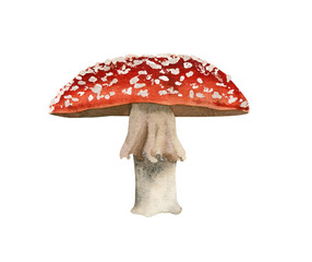 Watercolor poisonous mushroom. Botanical amanita illustration, fly agaric red mushrooms