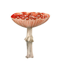 Watercolor red  mushroom illustration. Fly agaric, amanita botanical illustration for posters design