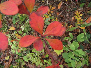 bunt gef&auml;rbte Bl&auml;tter an einem Strauch