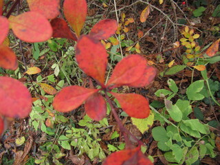 bunt gef&auml;rbte Bl&auml;tter an einem Strauch