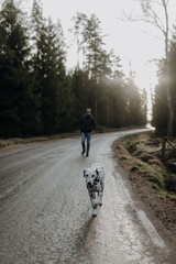 Dalmatian and man walking on a road in Sweden