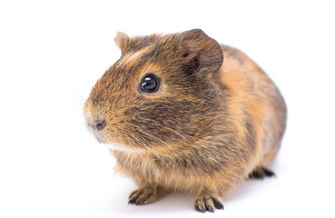 Funny-looking guinea pig isolated on white