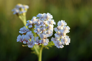Common yarrow. Achillea millefolium