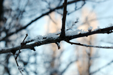 Texture of frost close up - black tree branches and white snow, winter lace frost