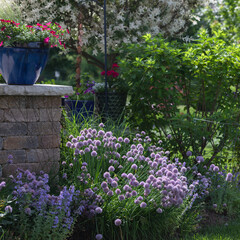 Abundant  flowering lavender chives issue in spring in a Chicago garden oasis featuring ornamental grasses and a smoke tree and a patio wall.